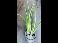 grow green onions scallions from cuttings. no soil required. tips in description