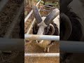 近づくと横付けしてナデナデ所望のトムくんです【六甲山牧場】funny sheep shorts