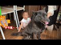 最近、娘と愛犬のモーニングルーティンがおかしいです【甲斐犬一休と猫のしずく】