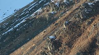 აღმოსავლეთ კავკასიური ჯიხვი - East Caucasian tur (Capra cylindricornis)