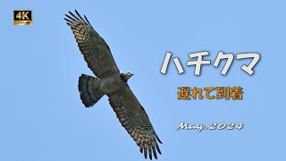 2024 ハチクマ（１）遅れて到着【4ｋ】／山岳詩＿NikonＺ9