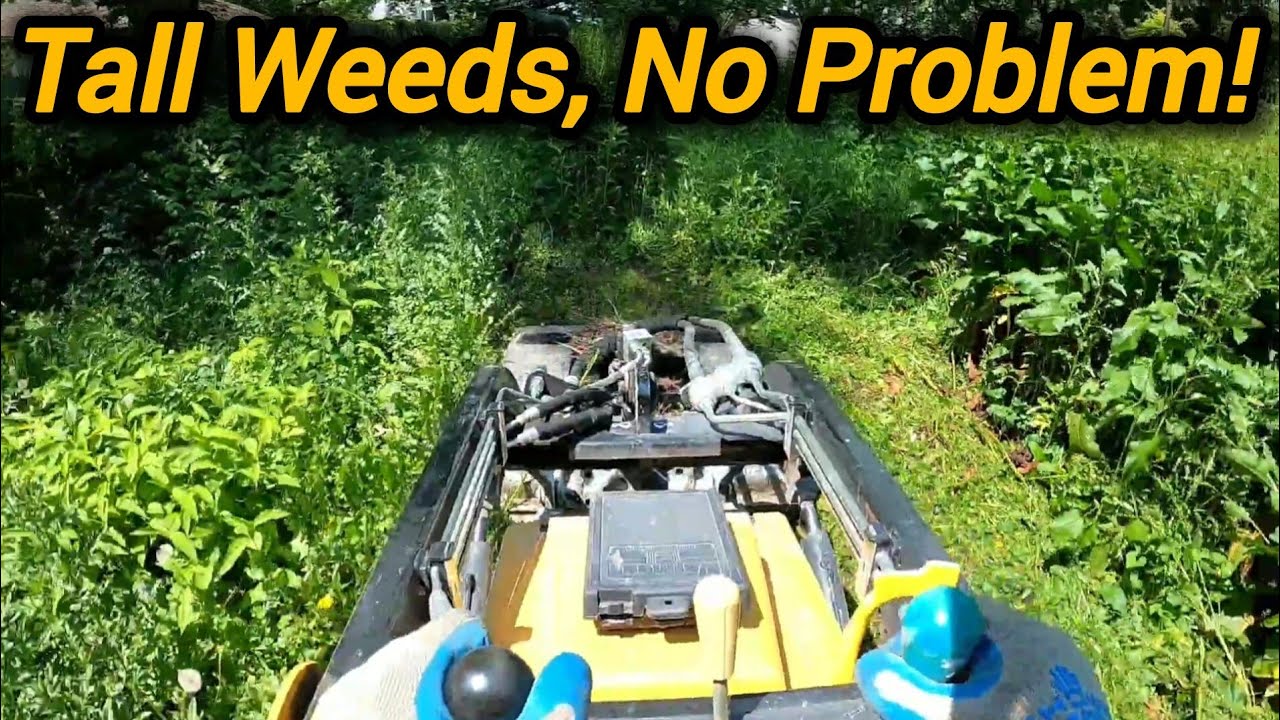 Overgrown Backyard Mowing