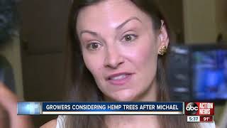 Hemp holds promise and problems for Florida's timber industry