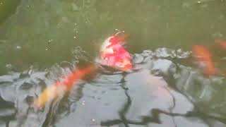 Aichi Wakin Goldfish feeding _ 愛知県の和金金魚に餌やり