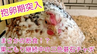 三色碁石チャボがまさか断食！？巣ごもり(抱卵期)が終わらない…