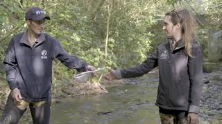 SHMAK Stream Life – Collecting Benthic Macroinvertebrates using the Stone Method