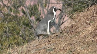 巣材を運ぶフンボルトペンギン (埼玉県こども動物自然公園) 2018年2月3日