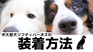 ［優しいハーネス］中大型犬ソフティハーネス装着方法