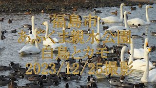 あぶくま親水公園　白鳥とカモ　福島市　2023/12/25撮影