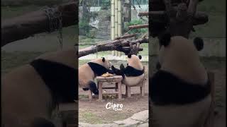 Pandalandia 🐼 #humor #viralvideo