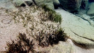 Swimming With Cichlids - Mtosi Sand Bed