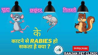 rat/squirrel/shrew(छछूंदर) bite / scratch & rabies/tetanus  vaccination- what to do?