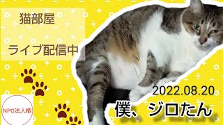 保護猫シェルター栖猫部屋生配信20220820