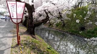 20140427青森縣弘前城櫻吹雪