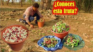 ¿Con que nombre conoces esta fruta? Guamúchil, gallinero, pinzan, chiminango, gina, roscas, humos