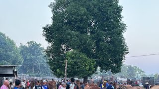 พาชมบรรยากาศตลาดนัดโคกระบือดอนทอย อ.อากาศ จ.สกลนคร14/10/67