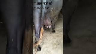 ਤੀਜੇ ਸੂਏ ਮੱਝ ਵਿਕਾਉ 7589364882 @Dhaliwal_farming #farming #buffalo #viral #animal