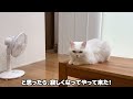 ビビりな猫が怖がってリビングに入れなくなった…。