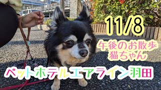 11/8午後☀️ワンちゃんドッグラン〜猫ちゃん〜のご様子です♪羽田空港近くのペットホテルエアライン羽田にご宿泊中のペットちゃん達です♡