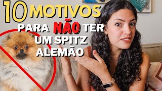 10 Motivos para NÃO TER um SPITZ ALEMÃO