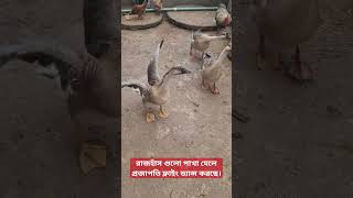 রাজহাঁস গুলো পাখা মেলে প্রজাপতি ফ্লাইং ড্যান্স করছে।#ducks#pet#howladeragro