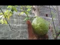 guava harvesting கொய்யா அறுவடை கொய்யா பழம்