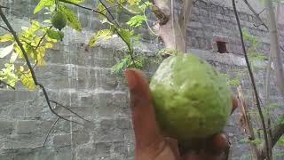 Guava harvesting / கொய்யா அறுவடை / கொய்யா பழம்