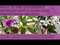 What is the difference between hard & soft cane Dendrobium orchids? Let's look at two of mine & see!