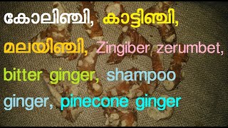 കോലിഞ്ചി, കാട്ടിഞ്ചി, മലയിഞ്ചി, Zingiber zerumbet, bitter ginger, shampoo ginger, pinecone ginger