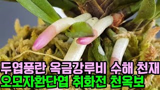 두엽풍란 옥금강루비 수해 천재 오모자환단엽 취화전 천옥보 (풍란부귀란) [꽃밭에서 난원]난테크 재테크 식테크 초특가 춘란 orchid 반려식물 원예 정원 초록초록