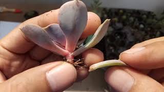 CARA MEMPERBANYAK SUKULEN DENGAN STEK DAUN - SUCCULENT PROPAGATION