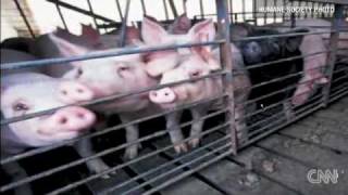 SHOCKING undercover video of pigs-CNN investigation