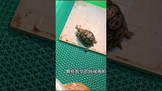 [阿峰]新手養豹紋錄龜(陸龜的補品真多)09