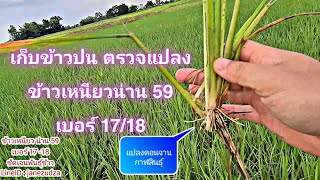 เก็บข้าวปน ถอนหญ้า ตรวจแปลง ข้าวน่าน 59 เบอร์ 17 - 18 แปลงดอนจาน กาฬสินธุ์