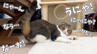 猫に起こされるより早く起きてみたら猫が声が出ちゃうくらい大喜びだったw