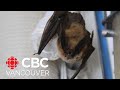 Stanley Park: The perfect home for Vancouver's bats?