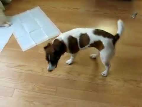 Convulsión En Perro - YouTube