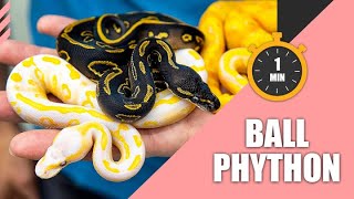 Things to Know About Ball Python in 1 Minute | 1 Minute Pet Talk⏰