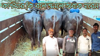 কাস্টমার কি বলে শুনুন | কম দামে মহিষ কিনে খুব খুশি | লামিয়া ডেইরি ফার্ম