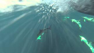 Common Dolphin (View in HD)