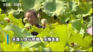 四川岳池：观赏荷花和采摘莲子正当时