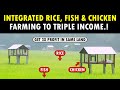 Integrated Rice, Fish and Chicken Farming | Integrated Paddy, Aquaculture and Poultry Farming