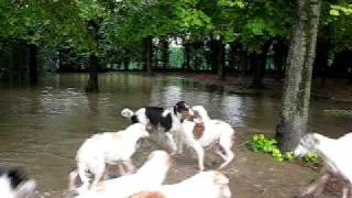 I Borzoi dell'allevamento BIONIC \u0026 SEPTEMPEDA di Massimo Sambin