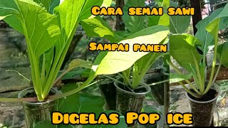 Tutorial Lengkap Tanam Sawi Dari Benih Dalam Gelas Pop Ice #PanenSawiDigelasPopIce