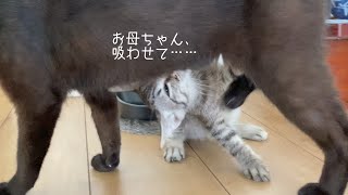 【子猫の授乳】子猫、お母さんにミルクをおねだり【どうしても吸いたい】