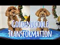 Frankie Goldendoodle Groom