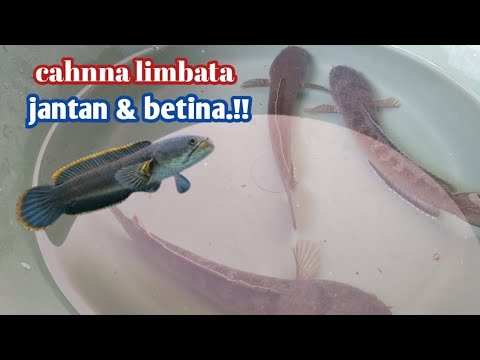 CARA MEMBEDAKAN CHANNA LiMBATA,JANTAN DAN BETiNA.!?# ...