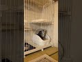 猫と暮らす家 アメショー のラッテ shorts 猫動画