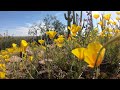 arizona golden poppies super bloom 2023 a gentle gliding camera through a patch of golden poppies.