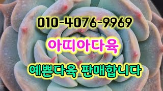 #아띠아다육#예쁜다육 착한가격에판매 多肉植物 #succulents #다육판매 #다육이 #명품다육판매